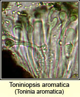 Toninia aromatica, paraphyses