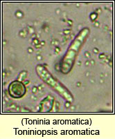 Toninia aromatica