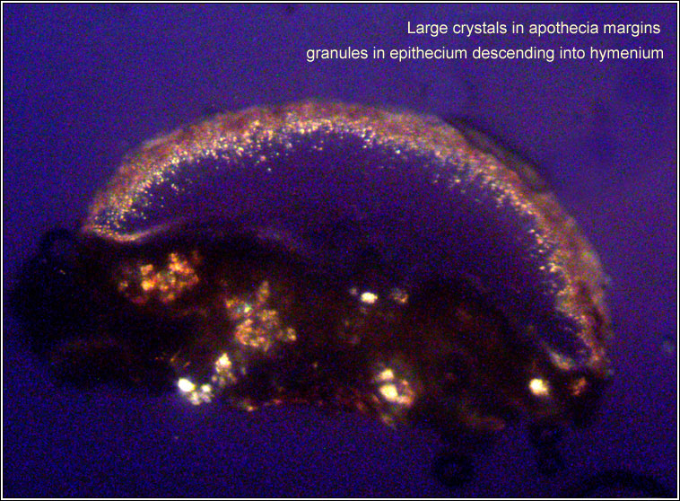 Lecanora hybocarpa