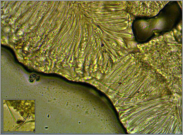 Bacidia inundata