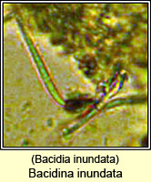 Bacidia inundata