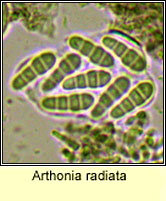 Arthonia radiata, ascus and spores