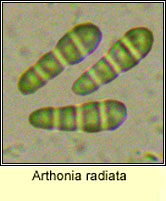 Arthonia radiata