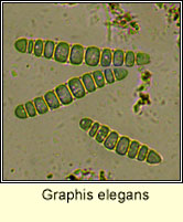 Graphis elegans, micro photo