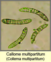 Collema multipartitum
