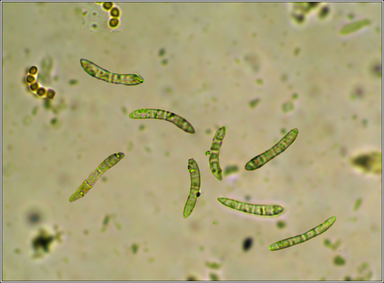 Collema multipartitum