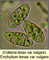 Collema tenax var vulgare