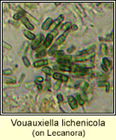 Vouauxiella lichenicola