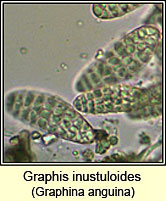 Graphina anguina, spores