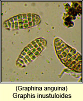 Graphina anguina