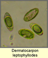 Dermatocarpon leptophyllodes