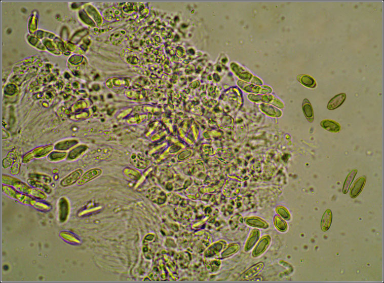 Dermatocarpon leptophyllodes