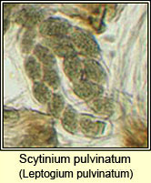 Leptogium pulvinatum, microscope image