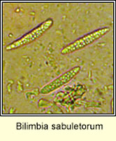 Bilimbia sabuletorum