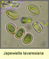 Japewiella tavaresiana, spores