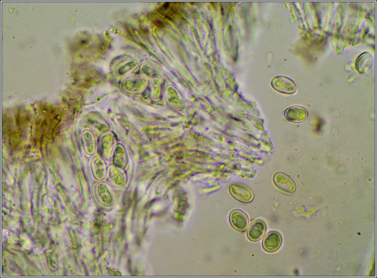 Japewiella tavaresiana, spores