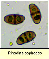 Rinodina sophodes