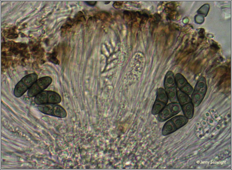 Rinodina sophodes, ascospores