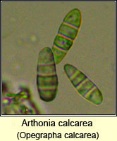 Opegrapha calcarea