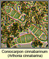Arthonia cinnabarina