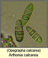 Opegrapha calcarea