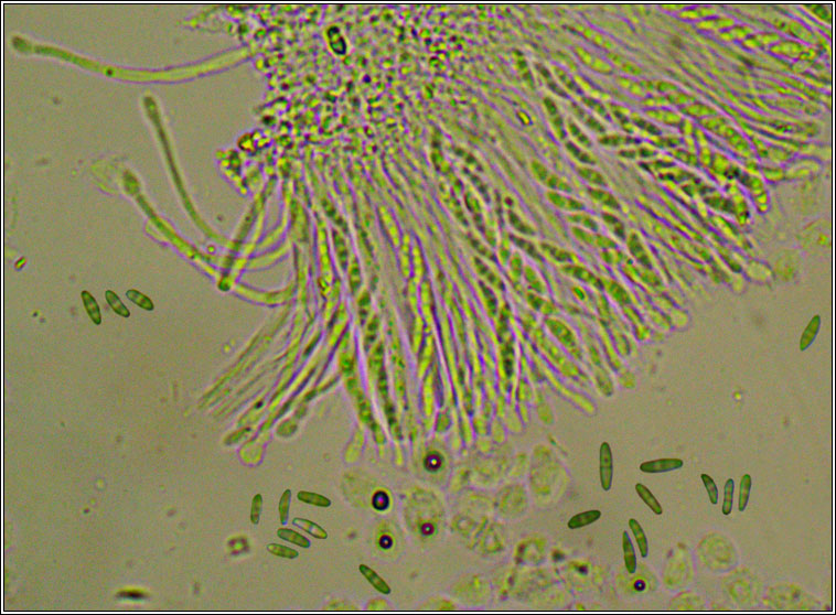 Dimerella lutea