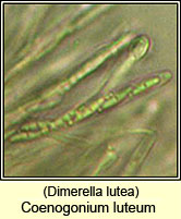 Dimerella lutea