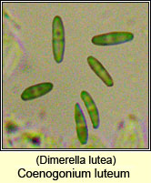 Dimerella lutea