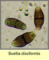 Buellia disciformis