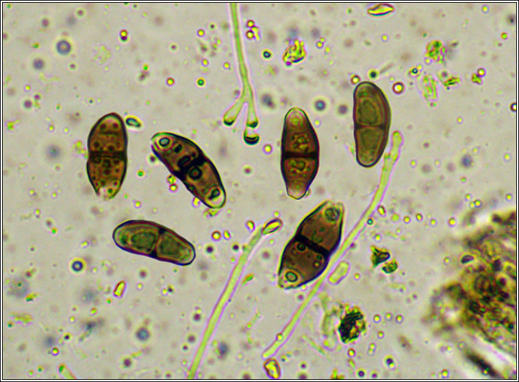 Buellia disciformis, asci and spores