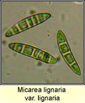 Micarea lignaria var lignaria