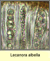 Lecanora albella