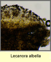 Lecanora albella, micro photo, spores