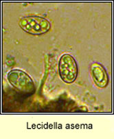 Lecidella asema