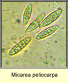 Micarea peliocarpa