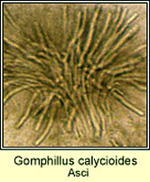 Gomphillus calycioides, micro photo