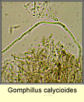 Gomphillus calycioides, micro photo