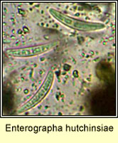 Enterographa hutchinsiae