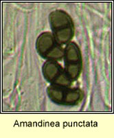 Amandinea punctata, microscope photo