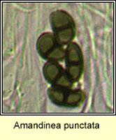 Amandinea punctata