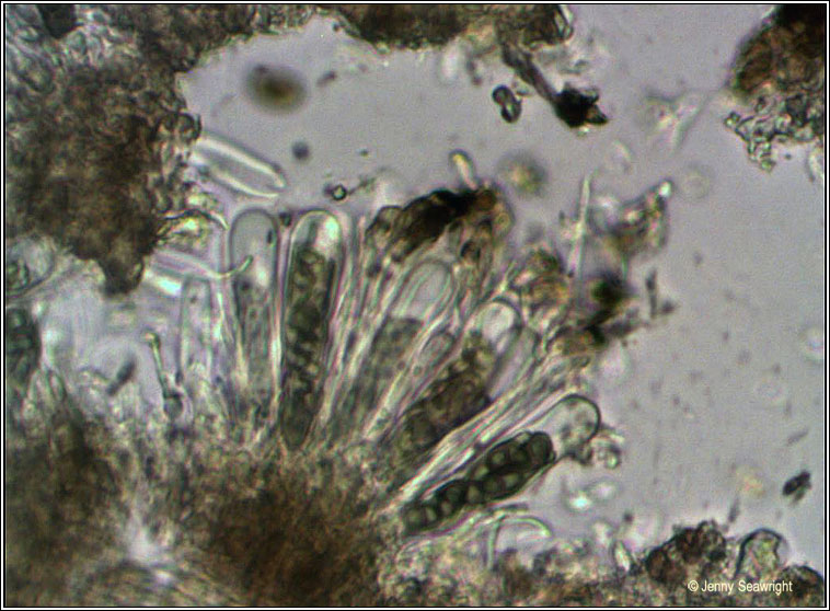 Amandinea punctata, ascus and spores