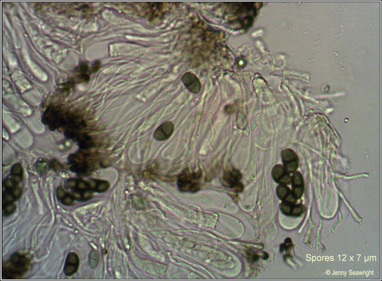 Amandinea punctata, ascus and spores