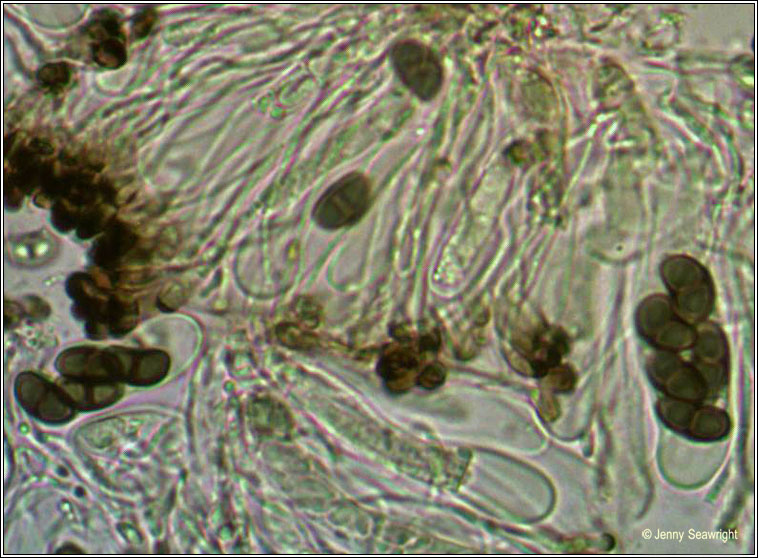 Amandinea punctata, ascus and spores