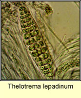 Thelotrema lepadinum