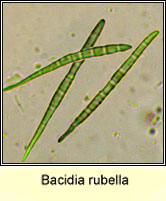 Bacidia rubella