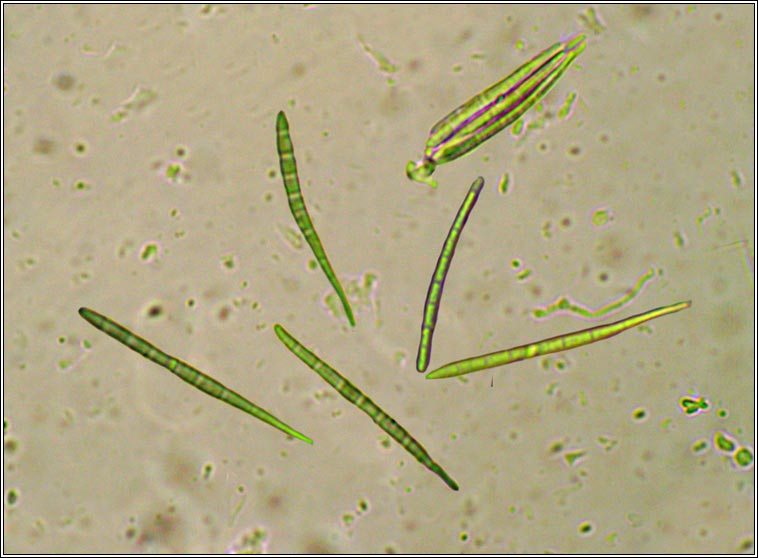 Bacidia rubella