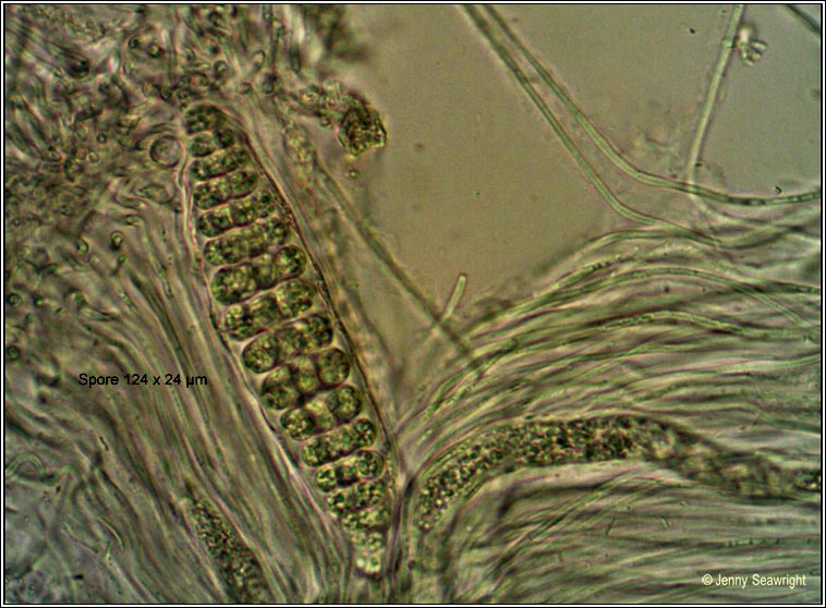 Thelotrema lepadinum