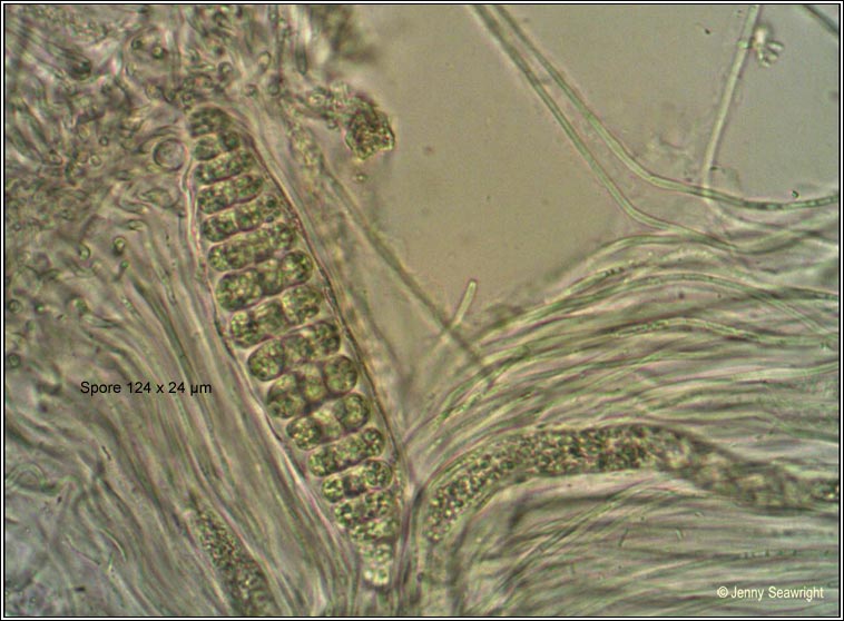 Thelotrema lepadinum, ascospore