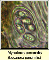 Lecanora persimilis