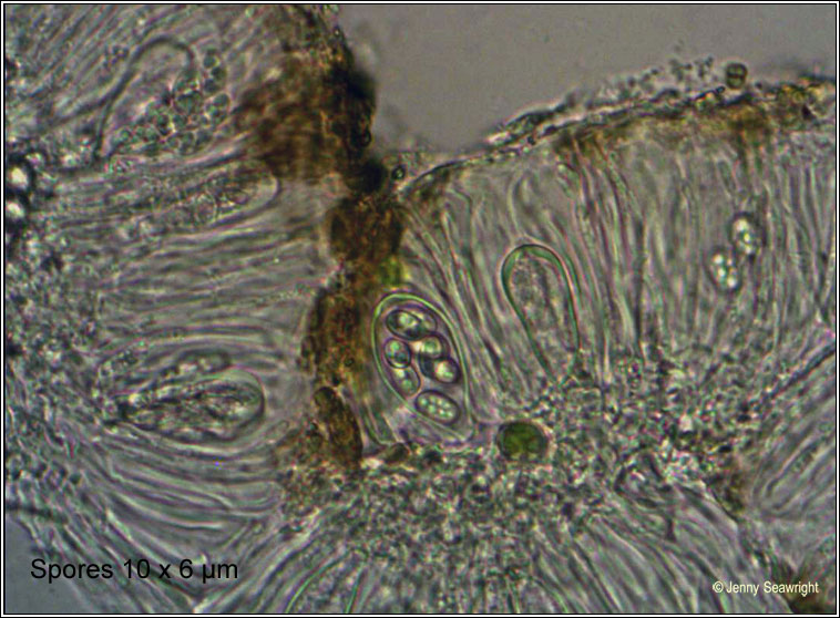 Lecanora persimilis